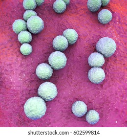 Streptococcus Mutans Bacteria, Gram-positive Cocci Which Cause Dental Caries, 3D Illustration