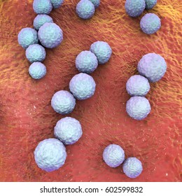 Streptococcus Mutans Bacteria, Gram-positive Cocci Which Cause Dental Caries, 3D Illustration