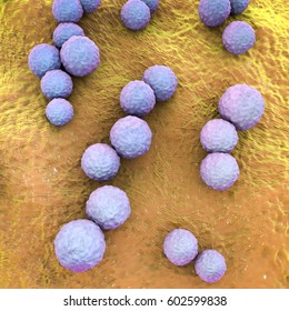 Streptococcus Mutans Bacteria, Gram-positive Cocci Which Cause Dental Caries, 3D Illustration