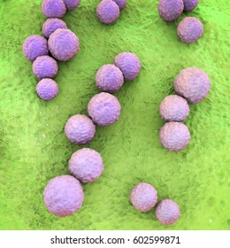 Streptococcus Mutans Bacteria, Gram-positive Cocci Which Cause Dental Caries, 3D Illustration