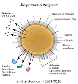 Streptococcus Pyogenes Bacterium