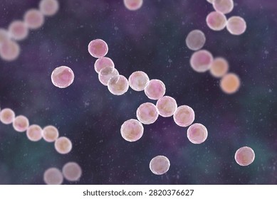 Streptococcus pyogenes bacterium, 3D illustration animation showing spherical Gram-positive cocci arranged in chains, representing characteristic group A streptococcal morphology.