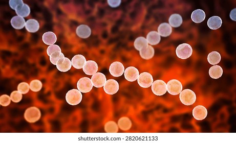 Streptococcus pyogenes bacterium, 3D illustration animation showing spherical Gram-positive cocci arranged in chains, representing characteristic group A streptococcal morphology.