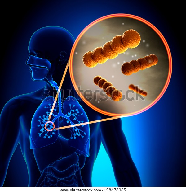 Streptococcus Spherical Grampositive Bacteria Anatomy Stock ...