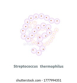 Streptococcus Thermophilus Probiotics Isolated On White