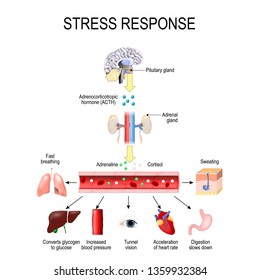 Stress Response. Activation Of The Stress System. Stress Is A Main Cause Of High Levels Of Adrenaline And Cortisol Secretion. Hormones That Produced By The Medulla, And Cortex Of Adrenal.