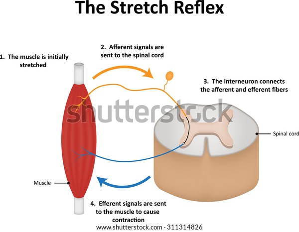 Stretch Reflex Stock Illustration 311314826