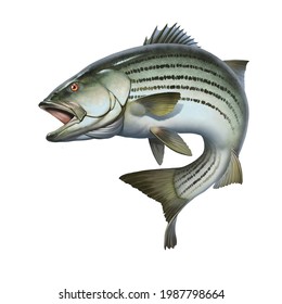 Striped bass jumping out of the water illustration isolate realism.