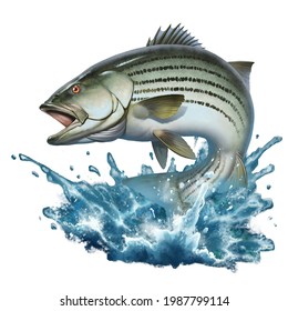 Striped bass jumping out of the water illustration isolate realism. Striped perch on the background of splashing water.