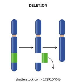 Structural change in the structure of chromosomes. Deletion. Chromosomal abnormalities