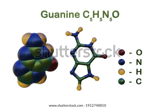 Structural Chemical Formula Molecular Model Guanine Stock Illustration 1952748850 Shutterstock 7152