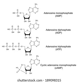 201 Adenosine Monophosphate Images, Stock Photos & Vectors | Shutterstock