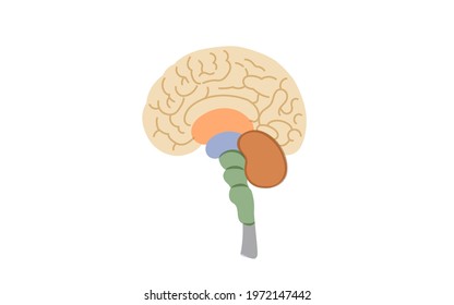Structural illustration of the human brain