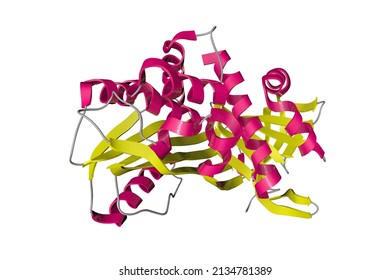 Structural Mechanism Of Hormone Release In Thyroxine Binding Globulin. Ribbons Diagram In Secondary Structure Coloring Based On Protein Data Bank Entry 4yia. Scientific Background. 3d Illustration