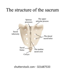 The Structure Of The Aitch Bone. Illustration On Isolated Background.