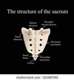 The Structure Of The Aitch Bone. Illustration On A Black Background.