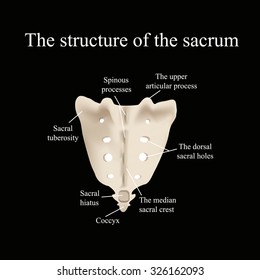 The Structure Of The Aitch Bone. Illustration On A Black Background.