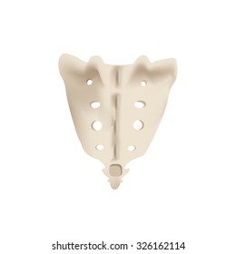 The Structure Of The Aitch Bone. Illustration On Isolated Background.