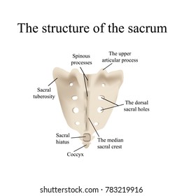 The Structure Of The Aitch Bone. Illustration On Isolated Background