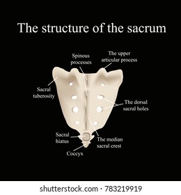 The Structure Of The Aitch Bone. Illustration On A Black Background