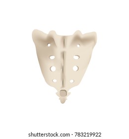 The Structure Of The Aitch Bone. Illustration On Isolated Background