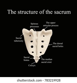 The Structure Of The Aitch Bone. Illustration On A Black Background