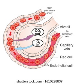 Structure Of Alveolus Of Human Lungs. Oxygen And Carbon Dioxide Move In Alveoli. 