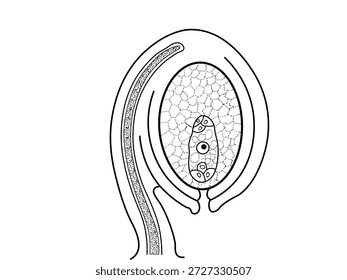 the structure of an angiosperm ovule