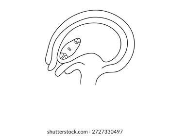 the structure of an angiosperm ovule 4