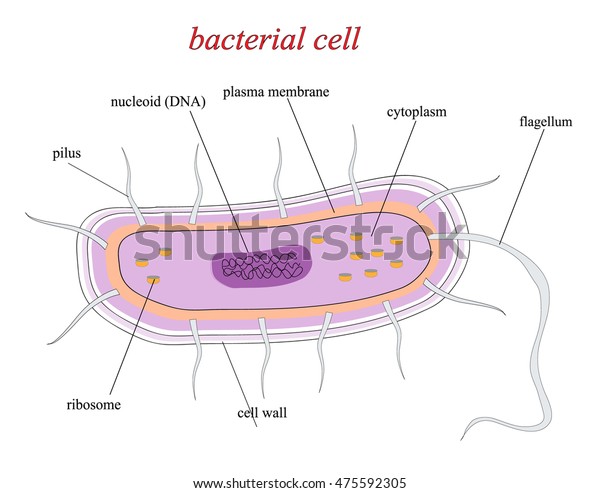 Structure Bacterial Cell Stock Illustration 475592305