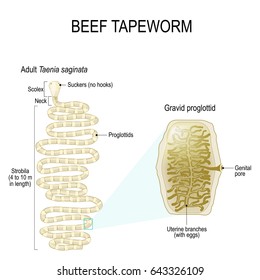 Structure Of Beef Tapeworm (Taenia Saginata)