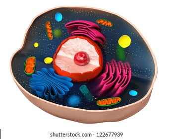 The structure of a biological cell