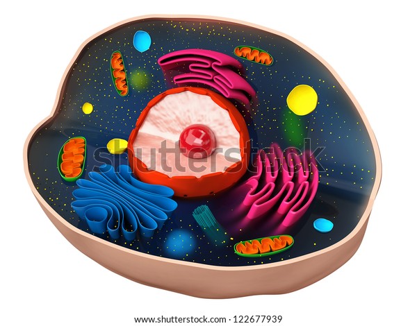 Structure Biological Cell Stock Illustration 122677939