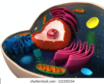 The structure of a biological cell (macro)