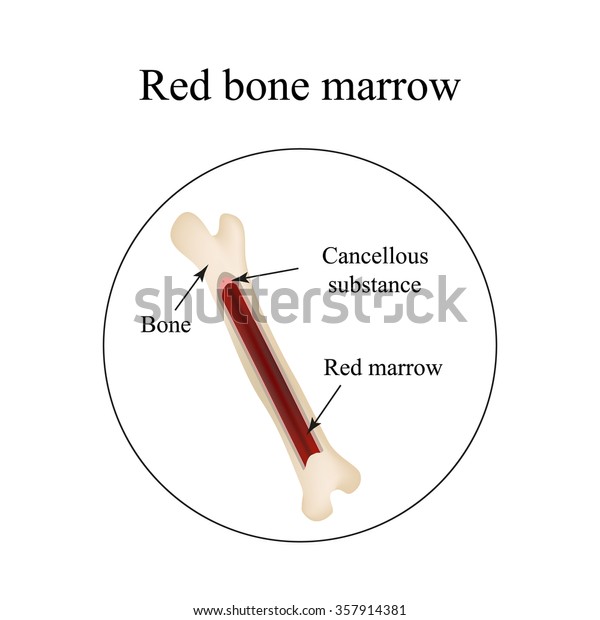 Structure Bone Marrow Infographics Illustration Stock Illustration