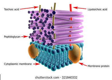 Structure Of Cell Wall Of Gram-positive Bacteria