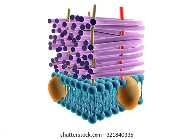 Structure Of Cell Wall Of Gram-positive Bacteria