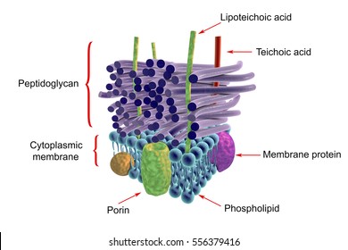 peptidoglycan structure in gram positive bacteria