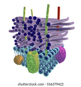 Structure Of Cell Wall Of Gram-positive Bacteria, 3D Illustration