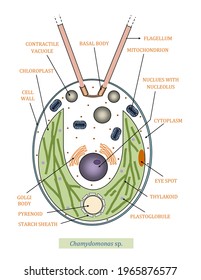 Structure Chlamydomonas Cell Showing Chloroplast Pyrenoid Stock ...