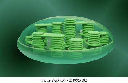 Structure of chloroplast, 3d illustration