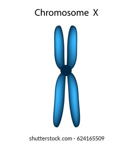 Structure Chromosome X Infographics Illustration On Stock Illustration ...