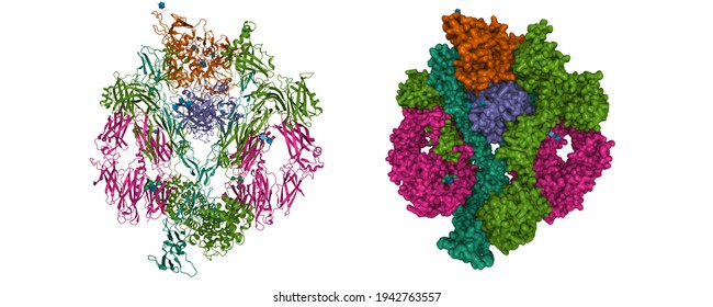 The Structure Of Complement Complex, 3D Cartoon And Gaussian Surface Models With Differently Colored Protein Elements, White Background  