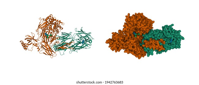 Structure Of The Complement Component C3, 3D Cartoon And Gaussian Surface Models With Differently Colored Protein Chains, White Background