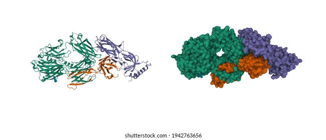 Structure Of The Complement Component C3c, 3D Cartoon And Gaussian Surface Models With Differently Colored Protein Chains, White Background