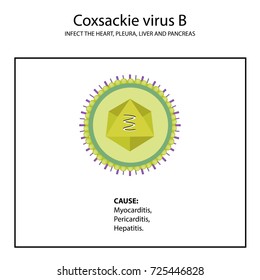 Structure Coxsackie Virus B Symptoms Disease: Ilustración De Stock ...