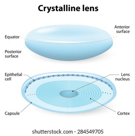 Structure Of The Crystalline Lens.