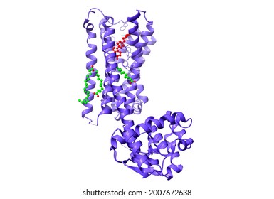 Structure Of The D2 Dopamine Receptor Bound To The Atypical Antipsychotic Drug Risperidone (red), 3D Cartoon And Ball-and-stick Model, White Background