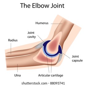 Structure of the elbow joint