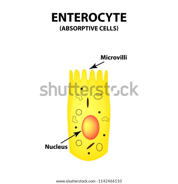 Structure Enterocyte Absorptive Cells Intestine Infographics Stock ...